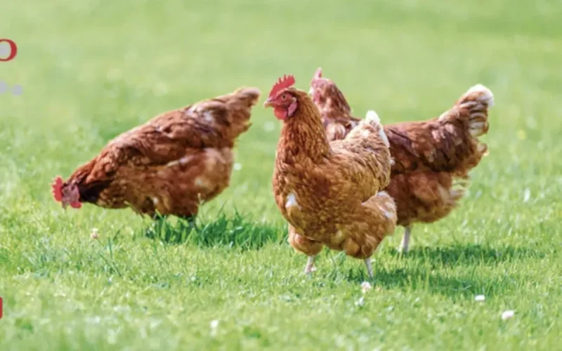 L'OCP s'empare de 50% de l'espagnol GlobalFeed