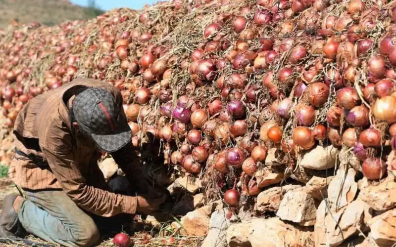 Berrechid : il brûle des tonnes d'oignons pour faire augmenter les prix