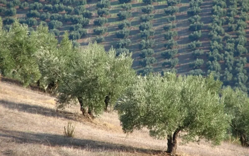 Maroc : une nouvelle menace atteint les oliviers
