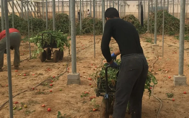 Dans les champs marocains, les migrants subsahariens deviennent indispensables