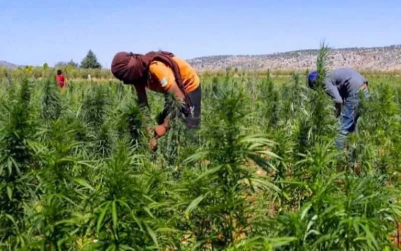 Maroc : appel pour amnistier les cultivateurs de cannabis
