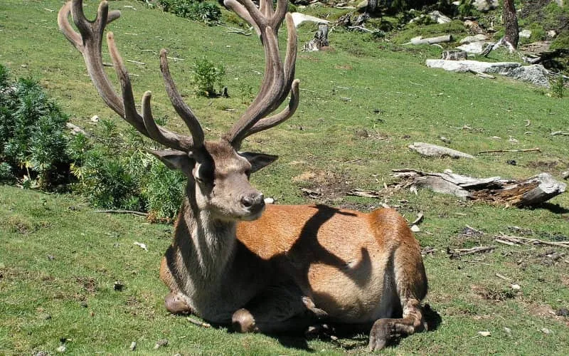 Un parc animalier en projet à Agadir
