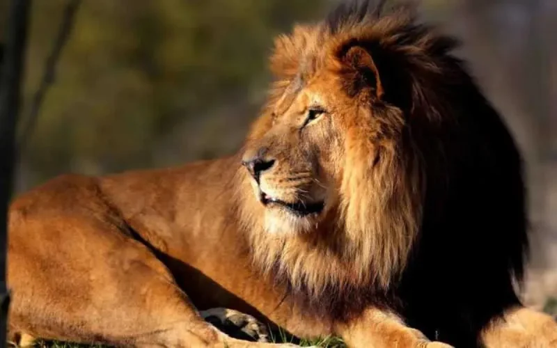 Du nouveau pour le zoo de Tanger