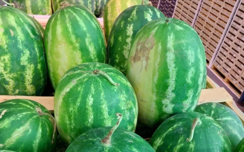 Le Maroc assoiffé par la pastèque de Zagora