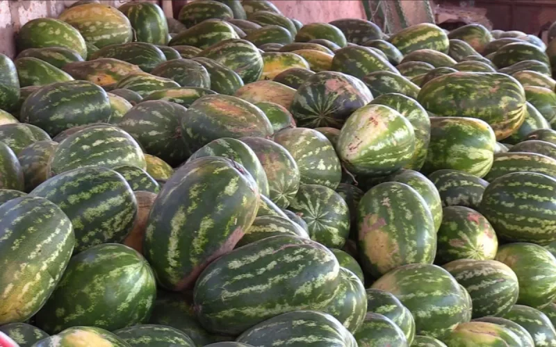 Pastèque au Maroc : beaucoup de bruit, aucune alerte sanitaire