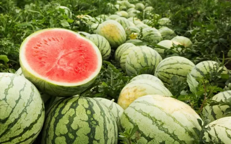 La pastèque marocaine bat des records