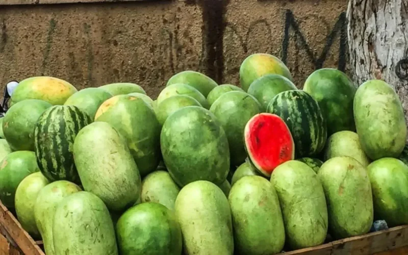 Pastèques : le Maroc devance la Turquie et devient deuxième exportateur du monde arabe
