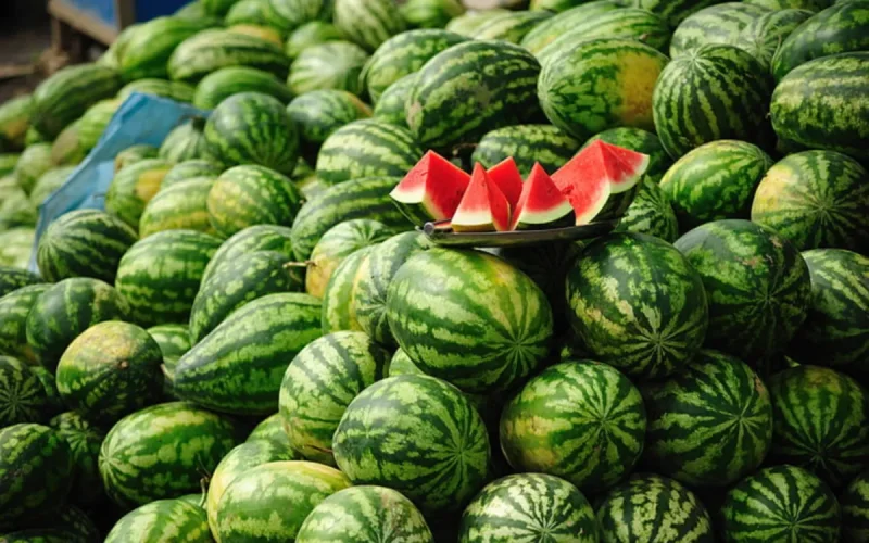 Les pastèques marocaines arrivent en Europe, mais pas comme prévu