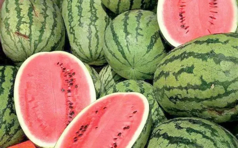 Espagne : 81 % des pastèques importées sont marocaines