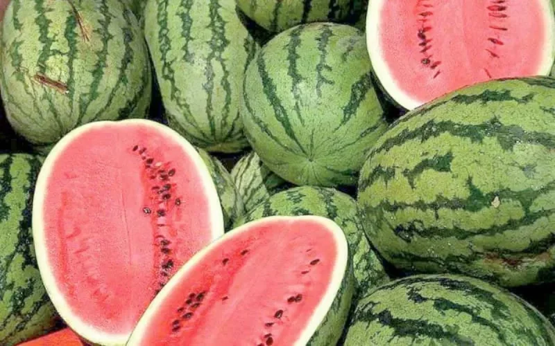 Pourquoi la culture de la pastèque a-t-elle été limitée à Zagora ? 