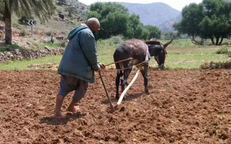 Maroc : les agriculteurs rattrapés par l'impôt