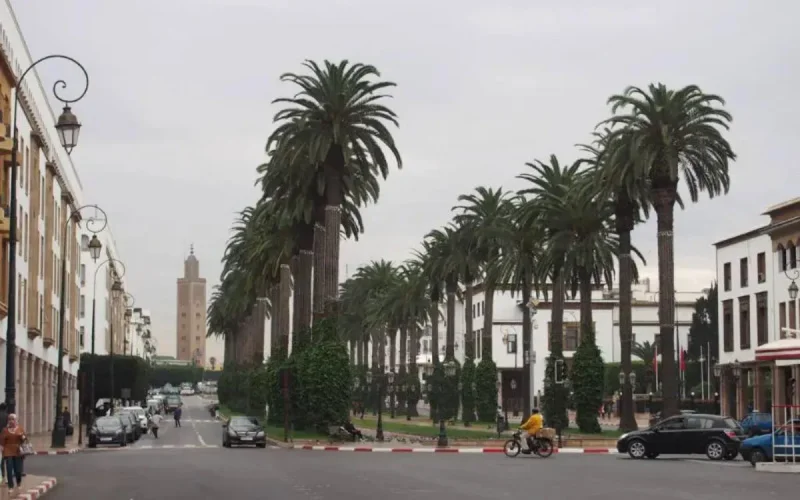 Maroc : les écologistes s'insurgent contre l'invasion des palmiers américains