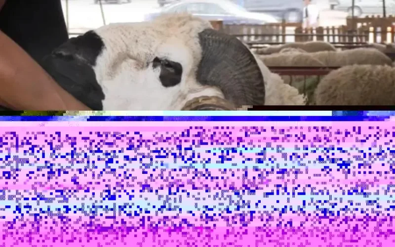 Aïd Al-Adha au Maroc : les moutons à prix d'or