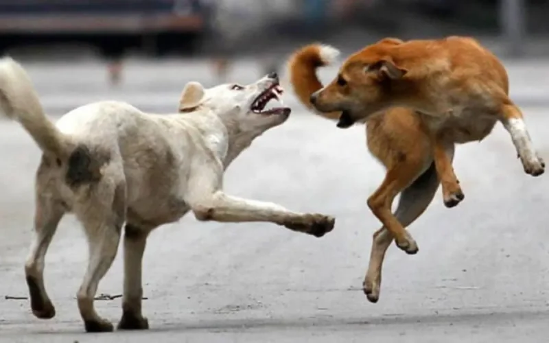 Les chiens errants, cauchemar des Marocains
