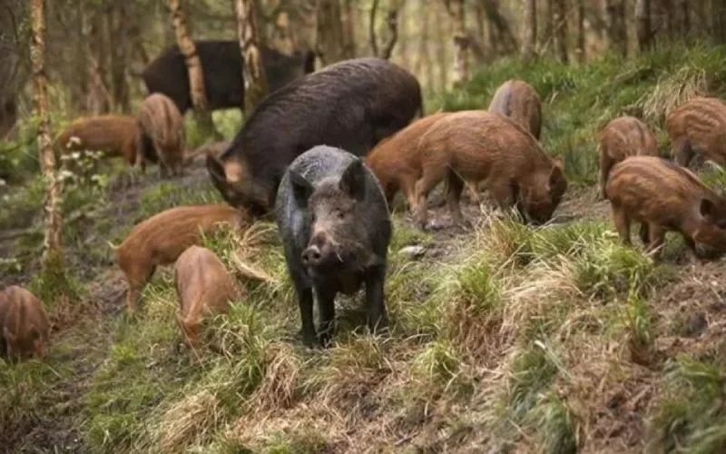 Maroc : la prolifération de sangliers inquiète 