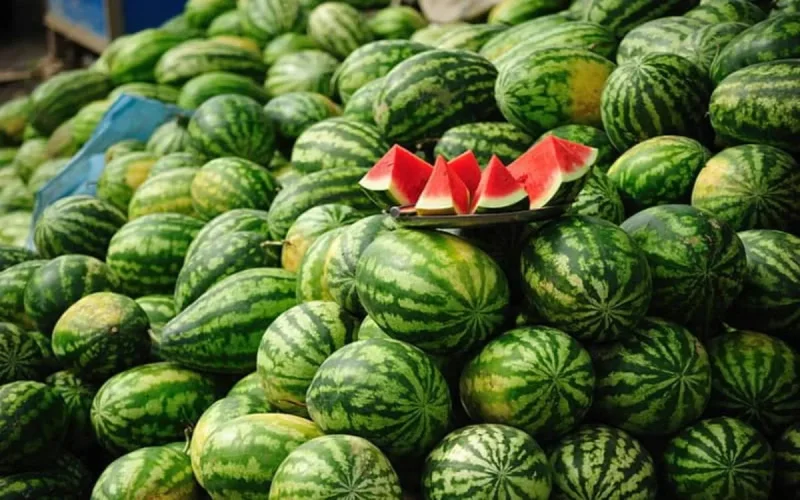 La pastèque marocaine est de bonne qualité