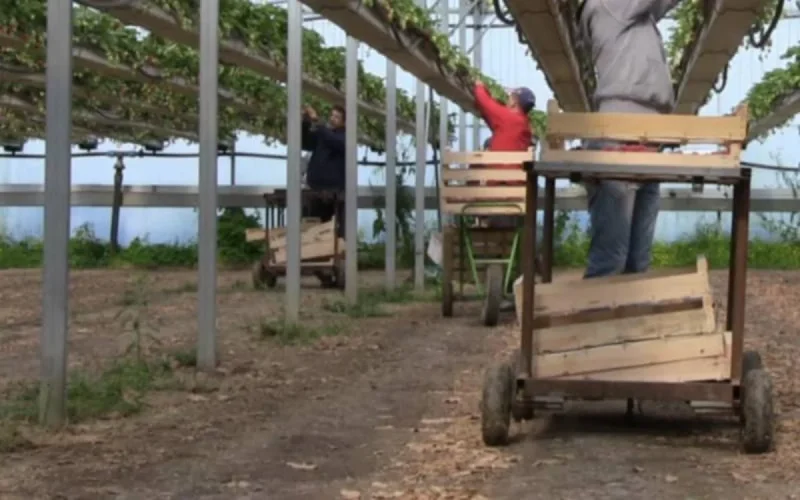 France : du changement dans le recrutement des saisonniers marocains