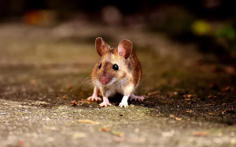 Les rats et les moustiques envahissent Tanger