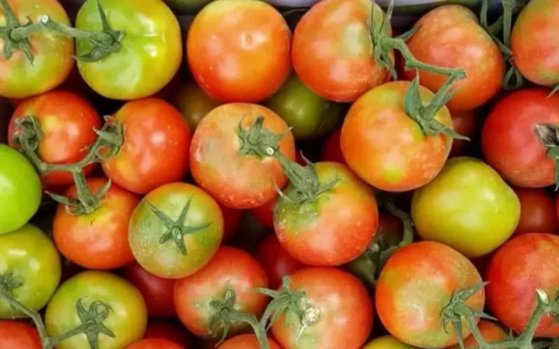 Des tomates marocaines interdites en Russie 