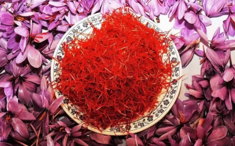 Safran : le Maroc triple la surface de l'or rouge