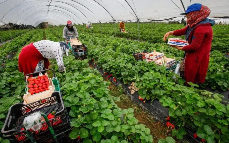 15 000 saisonnières marocaines attendues à Huelva en janvier 