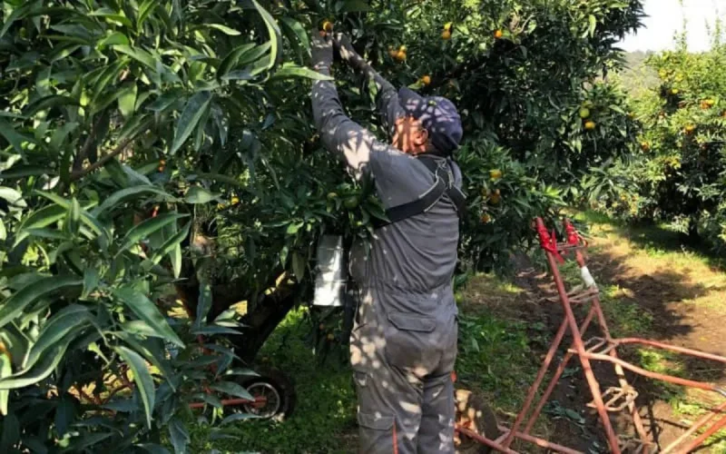 Les agriculteurs français redoutent une pénurie de saisonniers marocains 
