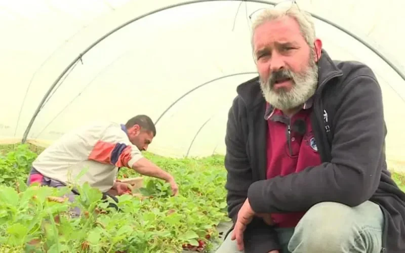 En l'absence de saisonniers marocains, des agriculteurs français s'inquiètent pour leur production