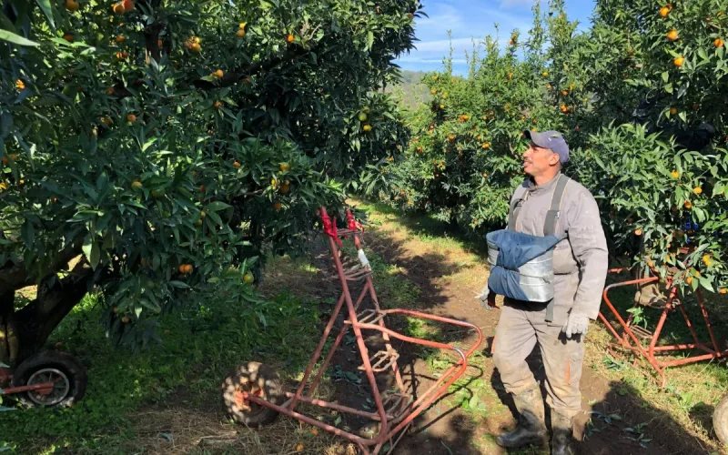 La France cherche des bras, mais recale massivement les Marocains
