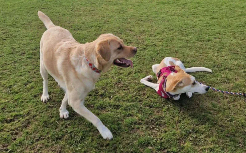 8 000 kilomètres et 4600 euros pour sauver un chien au Maroc