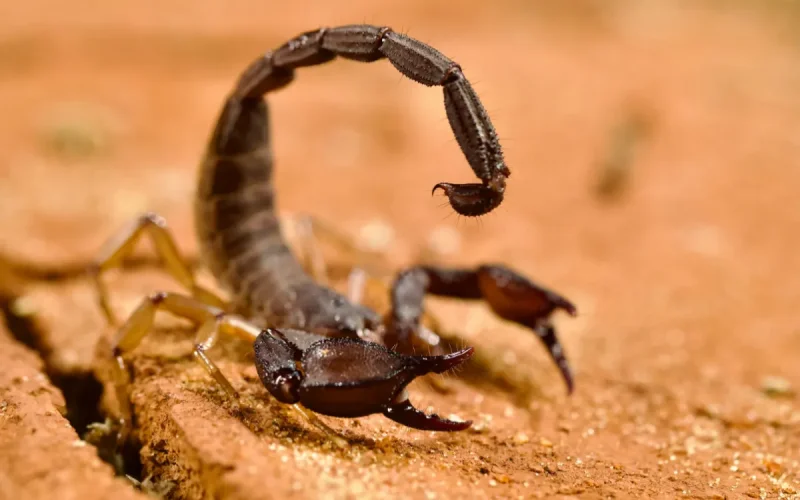 Maroc : La chaleur réveille les scorpions et la colère des habitants