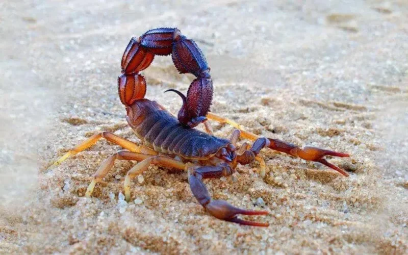 Piqûres de scorpions : une quarantaine de mort par an