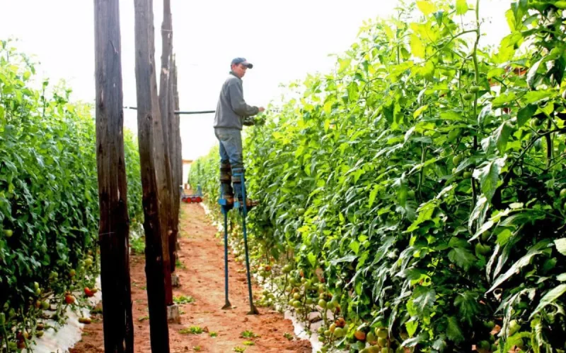 Maroc : quand le thermomètre s'emballe, l'agriculture trinque