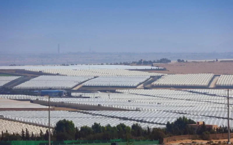 Comment le Maroc est devenu un géant agricole grâce à l'Espagne