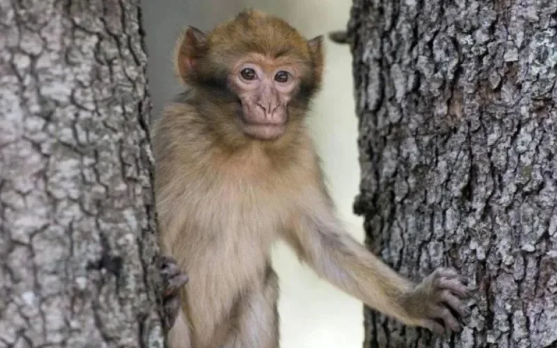 Des bébés singes magots vendus illégalement en France