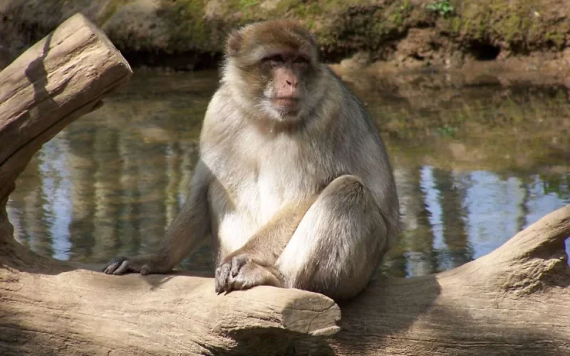 Un singe magot originaire du Maroc capturé en pleine ville dans les Yvelines