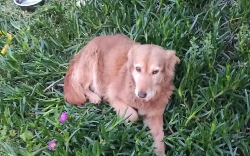 SOS pour Sarah, une chienne maltraitée au Maroc