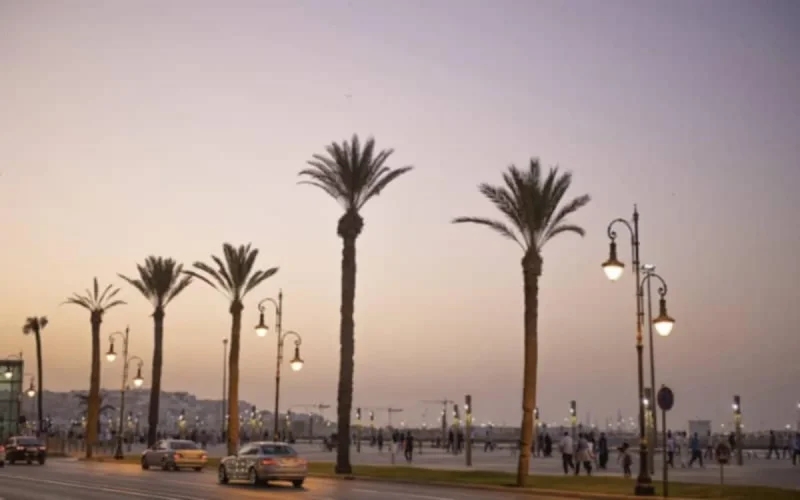 Maroc : la société civile s'oppose à la plantation aléatoire des palmiers