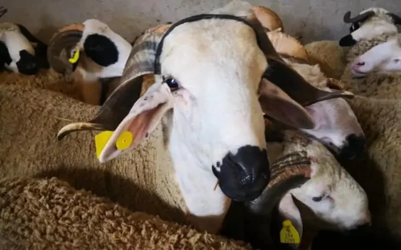 A Tanger, il est interdit de griller les têtes de mouton