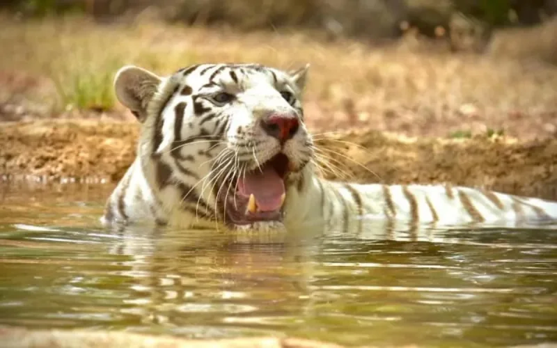 Le jardin zoologique de Rabat accueille deux tigres