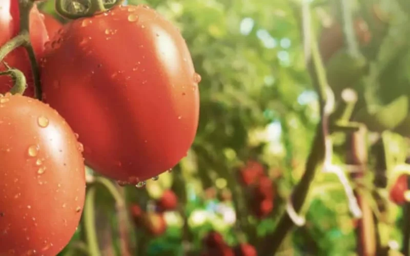 France : les prix des tomates cerises marocaines résistent à l'inflation