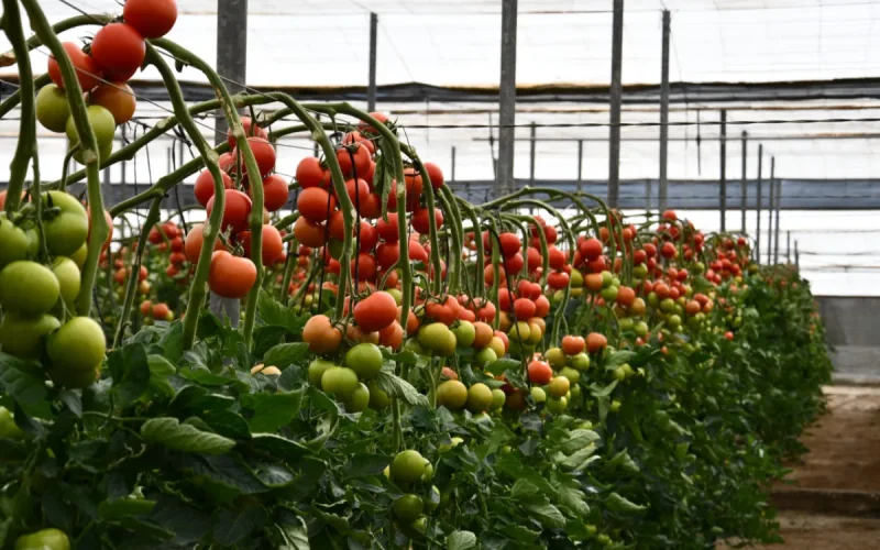 Tomates : le Maroc impose sa loi à l'Espagne