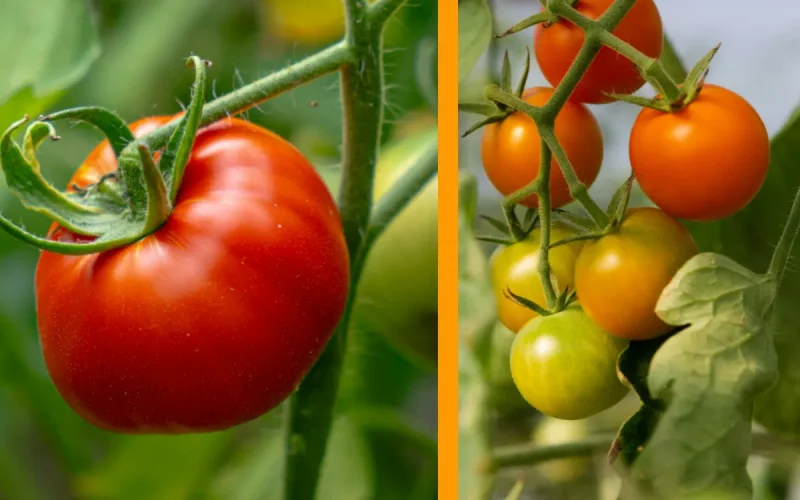 La tomate marocaine cale, les producteurs français en profitent