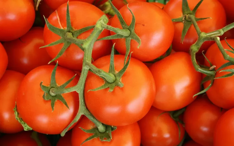 Agriculture : la nouvelle règle stricte de l'Europe qui menace les tomates marocaines