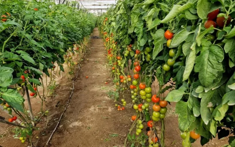 Produits marocains : la colère gronde chez les cultivateurs espagnols