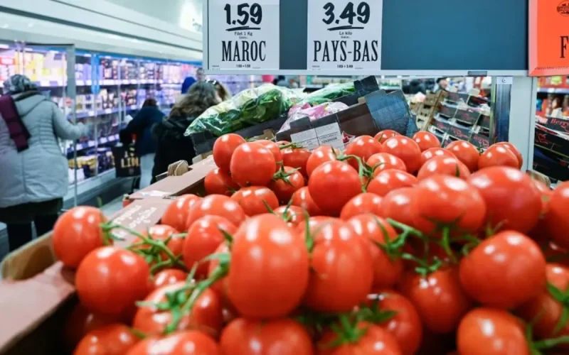 Le « Made in Morocco » déferle sur l'Europe : Comment la tomate marocaine talonne l'Espagne