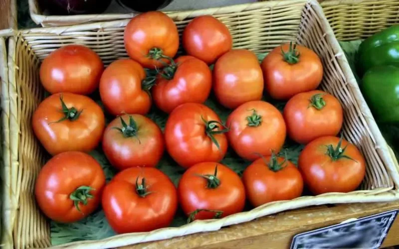 Le marché britannique souffre de la pénurie de tomates marocaines 
