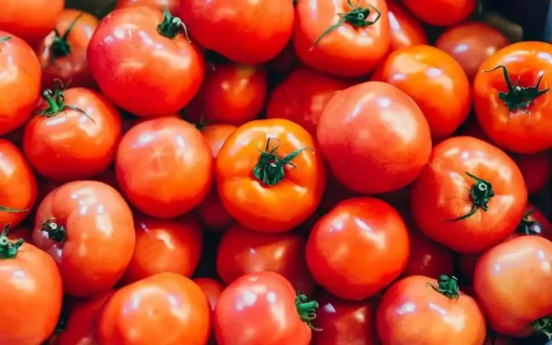 Tomates : la concurrence marocaine fait trembler les producteurs espagnols