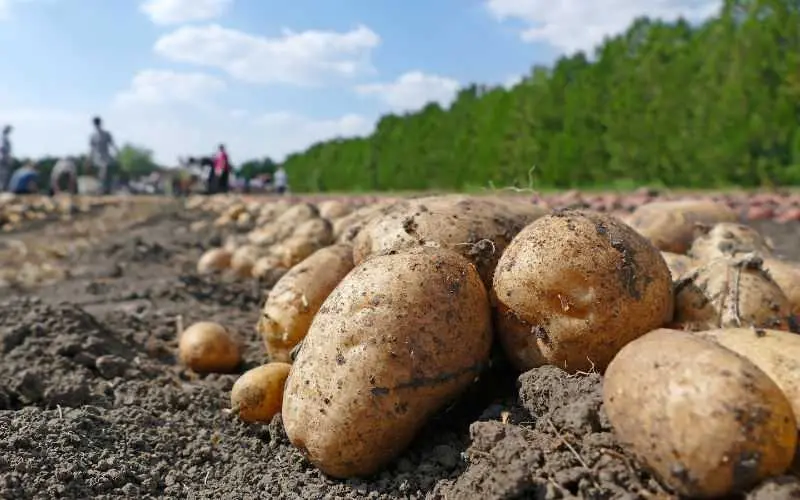 La hausse des prix des légumes force le Maroc à réduire ses exportations