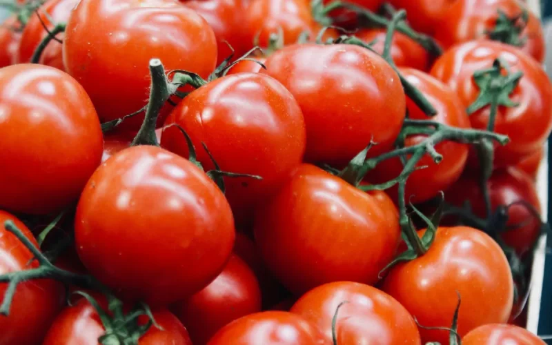 Exportations de tomates : comment le Maroc a définitivement supplanté l'Espagne