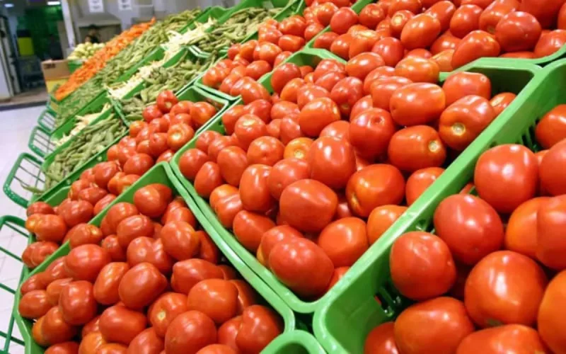 Les exportations de la tomate marocaine vers la Russie ont baissé de 99%